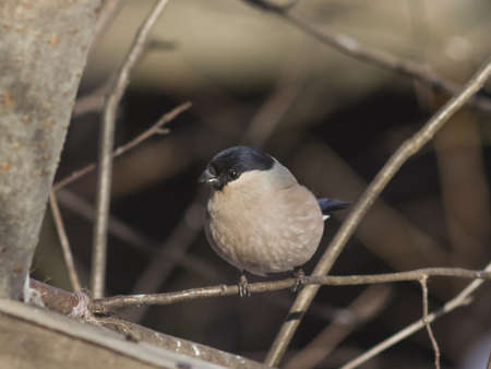 Brown Female of Eurasian Bullfinch, Pyrrhula pyrrhula, close-up portrait on branch with bokeh background, selective focus, shallow DOFの写真素材