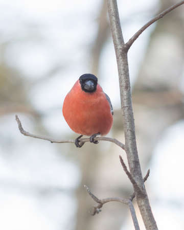Red-colored Male of Eurasian Bullfinch, Pyrrhula pyrrhula, close-up portrait on branch with bokeh...