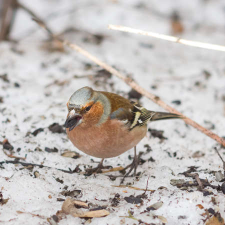 Male Common Chaffinch, Fringilla coelebs, close-up portrait on ground, selective focus, shallow DOF.の写真素材