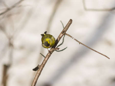 Male of Eurasian Siskin, Carduelis spinus, on branch close-up portrait, selective focus, shallow...