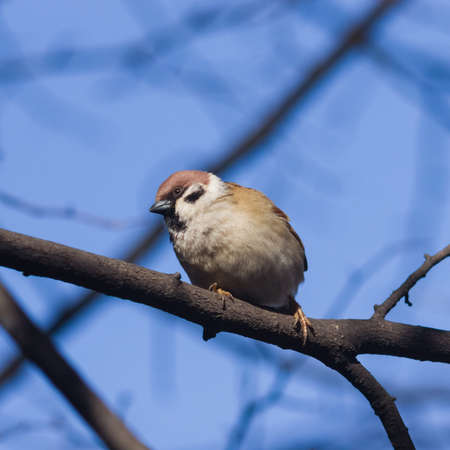 Eurasian Tree Sparrow, Passer montanus, close-up portrait in branches against sky, selective focus, shallow DOF.の写真素材