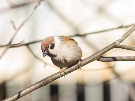 Eurasian Tree Sparrow, Passer montanus, close-up portrait in branches with bokeh background, selective focus, shallow DOF.の写真素材