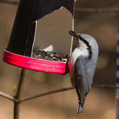 Eurasian or wood nuthatch, Sitta europaea, close-up portrait at bird feeder with seed in beak, selective focus, shallow DOFの写真素材