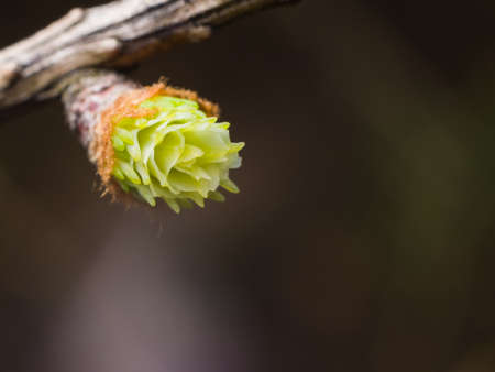 Siberian larch cone buds on branch in spring on bokeh background, selective focus, shallow DOF.の写真素材
