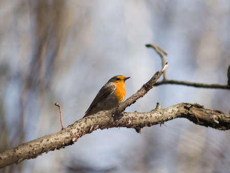 European Robin, Erithacus rubecula, bird on branch close-up portrait, selective focus, shallow DOF.の写真素材