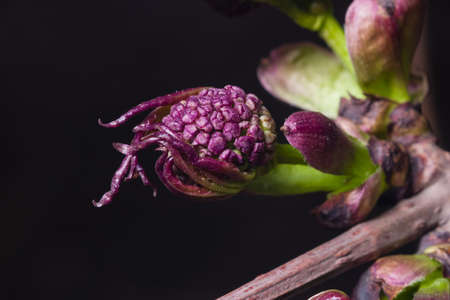 Flower buds of red elderberry Sambucus Racemosa on branch macro, selective focus, shallow DOF.の写真素材