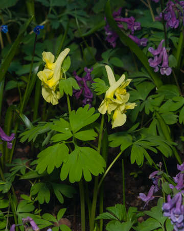 Fumewort or Corydalis with yellow flowers at flowerbed close-up, selective focus, shallow DOF.の写真素材