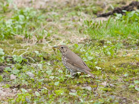 Song Thrush, Turdus philomelos, standing on ground side view close-up portrait, selective focus, shallow DOF.の写真素材