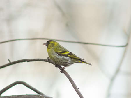 Male of Eurasian Siskin, Carduelis spinus, on branch close-up portrait, selective focus, shallow DOF.の写真素材
