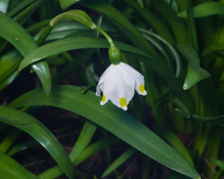 Flower on blooming spring snowflake or leucojum vernum close-up, selective focus, shallow DOF.の写真素材