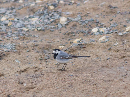 White wagtail, Motacilla alba, close-up portrait on sand, selective focus, shallow DOF.