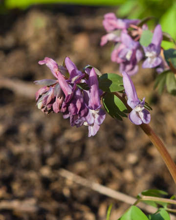 Fumewort or Corydalis flowers at flowerbed close-up, selective focus, shallow DOF.