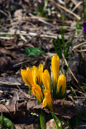 Blooming yellow crocus in dry leaves macro, selective focus, shallow DOF.