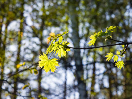 Leaves of norway maple tree backlited by sunlight, selective focus, shallow DOF.の写真素材