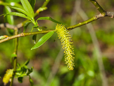 Brittle willow, Salix fragilis, blossom in spring with bokeh background, selective focus, shallow...