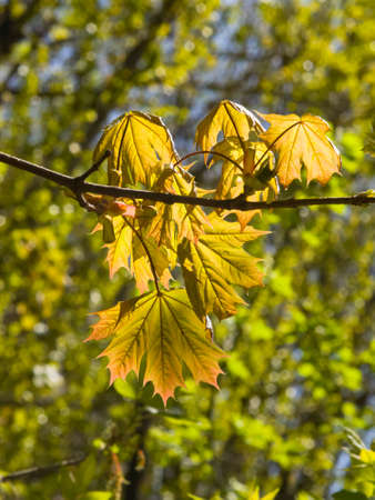 Leaves of norway maple tree backlited by sunlight, selective focus, shallow DOF.