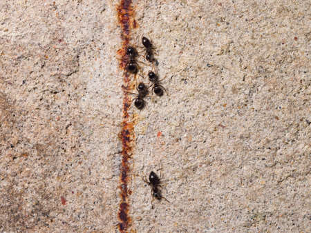 Ants lasius nigra trail on concrete wall of house, close-up, selective focus, shallow DOF.の写真素材