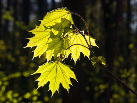 Leaves of norway maple tree backlited by sunlight, selective focus, shallow DOF.の写真素材