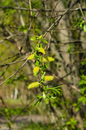 Brittle willow, Salix fragilis, blossom in spring with bokeh background, selective focus, shallow...