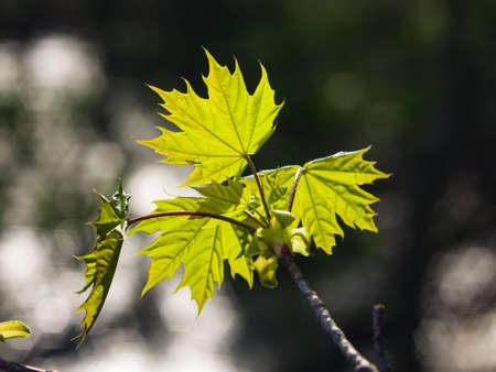 Leaves of norway maple tree backlited by sunlight, selective focus, shallow DOF.