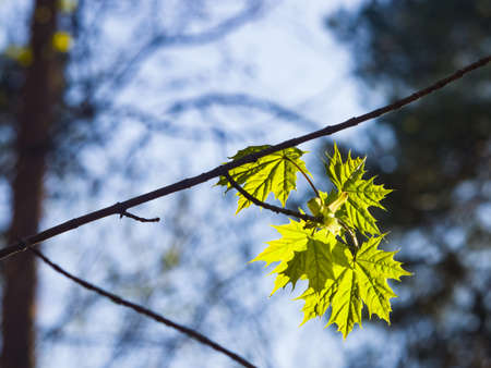Leaves of norway maple tree backlited by sunlight, selective focus, shallow DOF.の写真素材