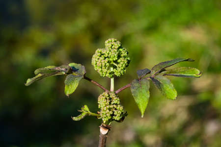 Flower buds and leaves of red elderberry, Sambucus Racemosa, on branch with bokeh background macro, selective focus, shallow DOF.の写真素材