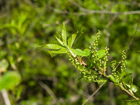 Flower buds on branch bird-cherry tree close-up with bokeh background, selective focus, shallow DOF.の写真素材