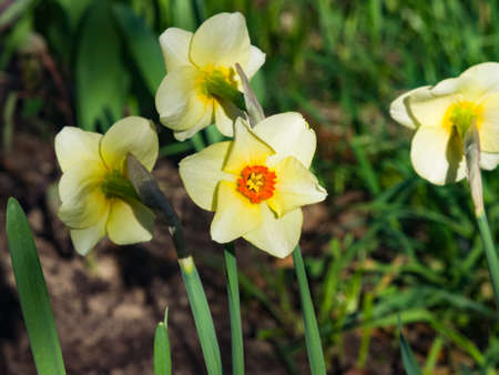 White and orange daffodil or narcissus flowers close-up at flowerbed, selective focus, shallow DOF.