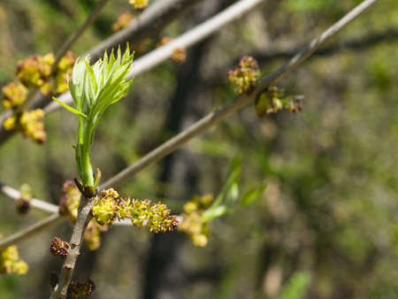 Blossom of European or Common Ash, Fraxinus excelsior, with bokeh background macro, selective focus,...