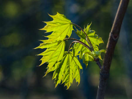 Leaves of norway maple tree backlited by sunlight, selective focus, shallow DOF.の写真素材