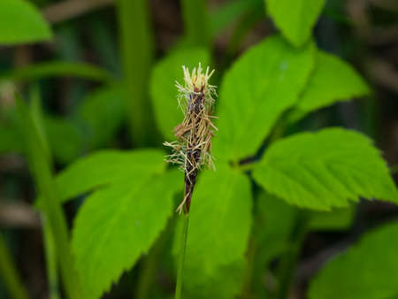 Blooming Black or common sedge, Carex nigra, close-up with bokeh background, selective focus,...