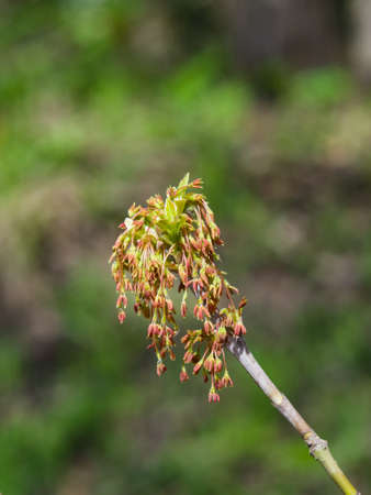 Male flowers on branch ash-leaved maple, Acer negundo, macro with bokeh background, selective focus,...