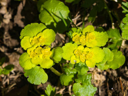 Blooming Golden Saxifrage Chrysosplenium alternifolium with soft edges, selective focus, shallow...