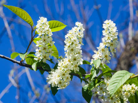Blossom of bird-cherry tree close-up with bokeh background, selective focus, shallow DOF.の写真素材