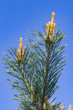 Young pine pinus shoots against sky macro, selective focus, shallow DOF.