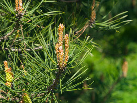 Young pine pinus shoots macro, selective focus, shallow DOF.