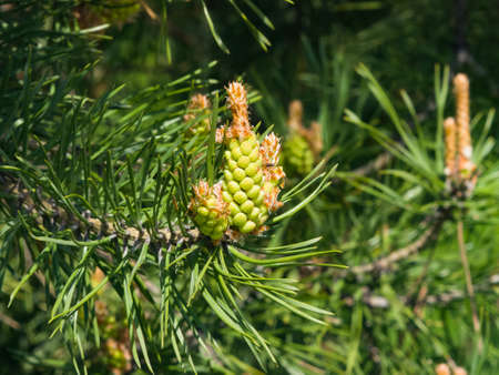Young pine pinus pollen strobili and shoots macro, selective focus, shallow DOF.の写真素材