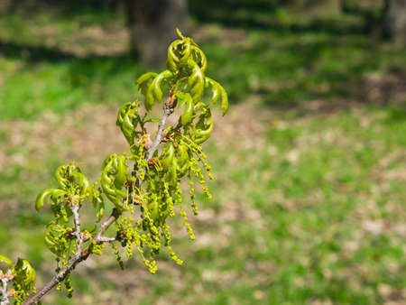 Blossom of English Oak Tree or Quercus robur with male flowers close-up, selective focus, shallow DOF.の写真素材