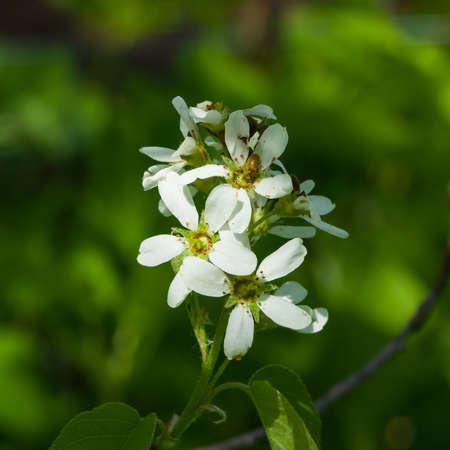 Blossom of serviceberry tree with bokeh background close-up, selective focus, shallow DOF.の写真素材