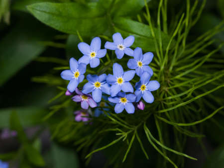 Forget me not Myosotis small flowers macro, selective focus, shallow DOF.の写真素材