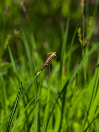 Blooming Black or common sedge, Carex nigra, close-up with bokeh background, selective focus, shallow DOF.の写真素材