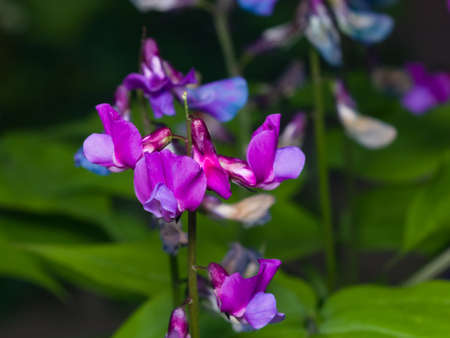 Spring vetchling or Lathyrus vernus flowers macro, selective focus, shallow DOF.の写真素材