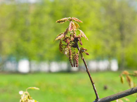 Nothern Red or champion oak Quercus rubra blossom macro with bokeh background, selective focus, shallow DOF.の写真素材