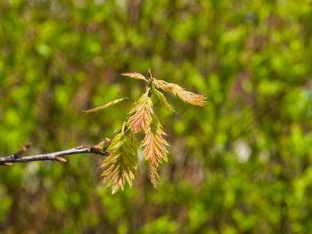 Nothern Red or champion oak Quercus rubra small leaves macro with bokeh background, selective focus, shallow DOF.の写真素材