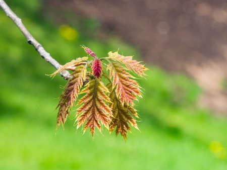 Nothern Red or champion oak Quercus rubra small leaves macro with bokeh background, selective focus, shallow DOF.の写真素材