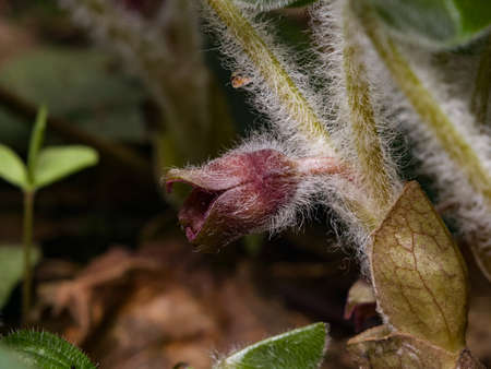 Flower asarum europaeum, wild ginger or hazelwort, macro in the spring forest, selective focus, shallow DOF.の写真素材