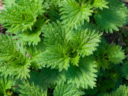 Common or Stinging Nettle, Urtica dioica, small plants macro, selective focus, shallow DOF.