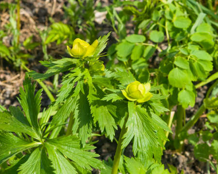 Wild globeflower or Trollius europaeus flowers macro with bokeh background, selective focus, shallow DOF.の写真素材