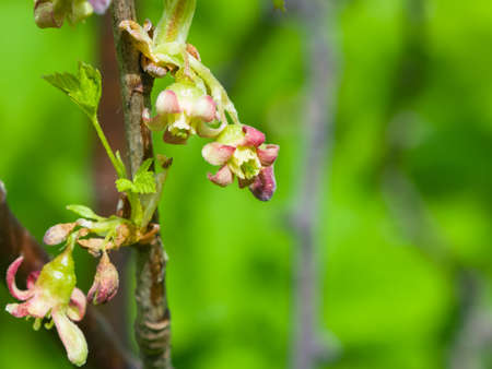 Flowers of blackcurrant on branch with bokeh background macro, selective focus, shallow DOF.の写真素材