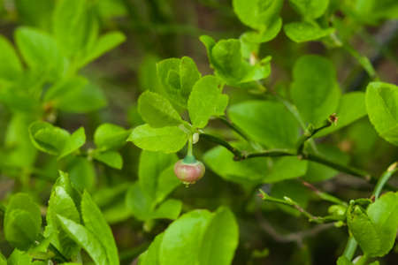 Flower of wild European blueberry or Vaccinum myrtillus hiding in leaves macro in twilight forest, selective focus, shallow DOF.の写真素材
